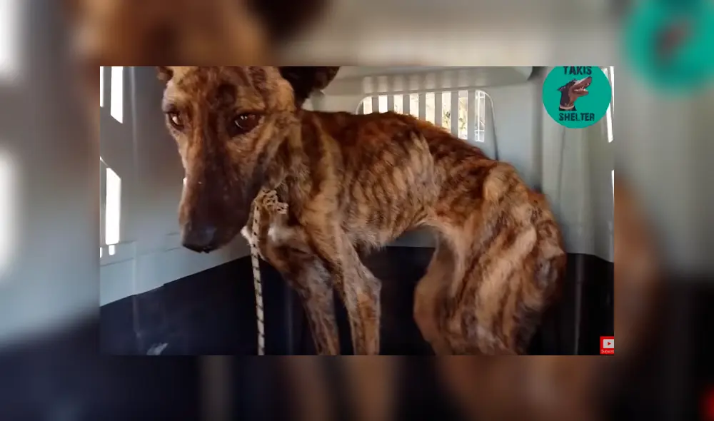 Desliza para ver el nuevo aspecto de este perro callejero que conquistó a YouTube. Foto: Captura. Desliza para ver el nuevo aspecto de este perro callejero que conquistó a YouTube. Foto: Captura.