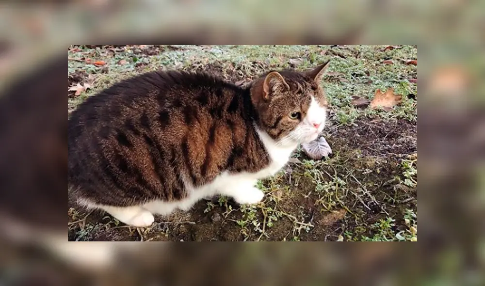 Instagram: miles de usuarios conmovidos con la historia de tierno gato con síndrome de Down [FOTOS] 