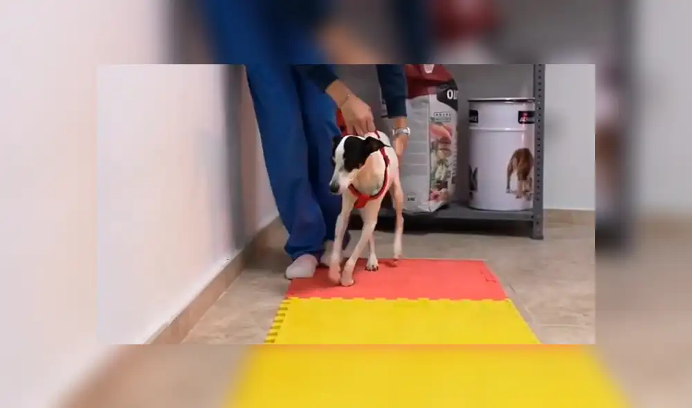 YouTube viral: Perro queda tetrapléjico, lo operan y vuelve a caminar gracias a terapia [VIDEO]