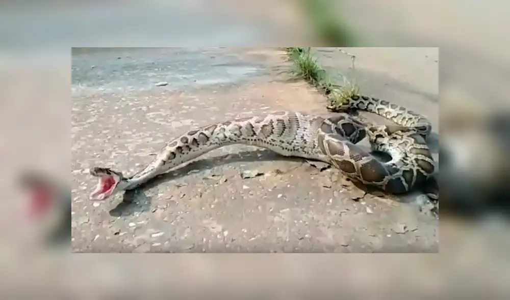 Se topa con serpiente pitón ‘deforme’, la asusta y esta regurgita un gallo entero [VIDEO]