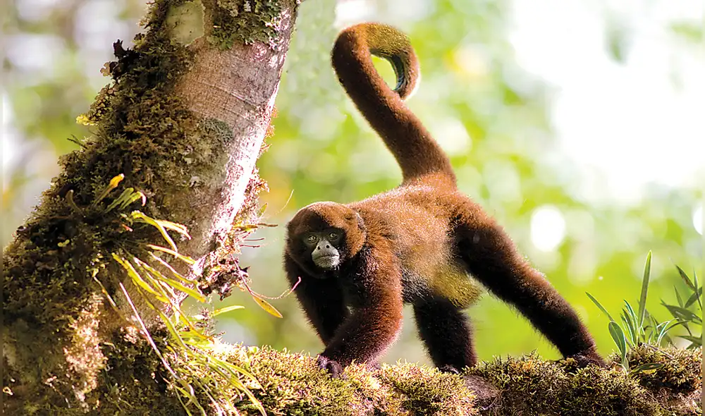 La devastación de los seres vivos