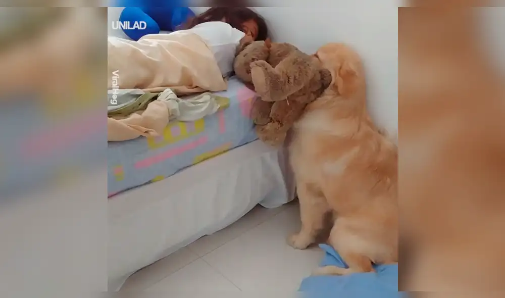 Facebook: Perro quiere jugar con su dueña y ocurre lo menos pensado [VIDEO]