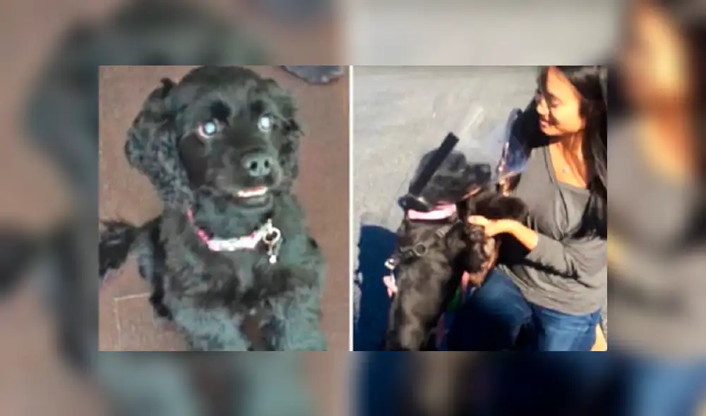 Desliza las imágenes para ver la emotiva escena que protagonizó una perrita ciega y su dueña. Foto: Captura/Youtube Desliza las imágenes para ver la emotiva escena que protagonizó una perrita ciega y su dueña. Foto: Captura/Youtube