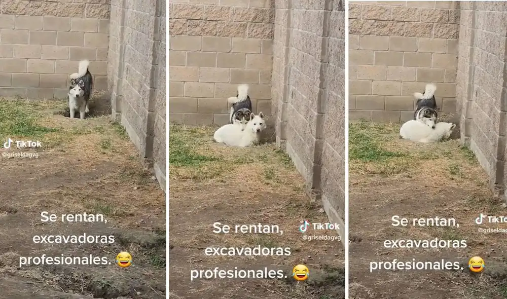 El clip ha sumado más de cinco millones de reproducciones en TikTok. Foto: composición LR/captura de TikTok/@griseldagvg