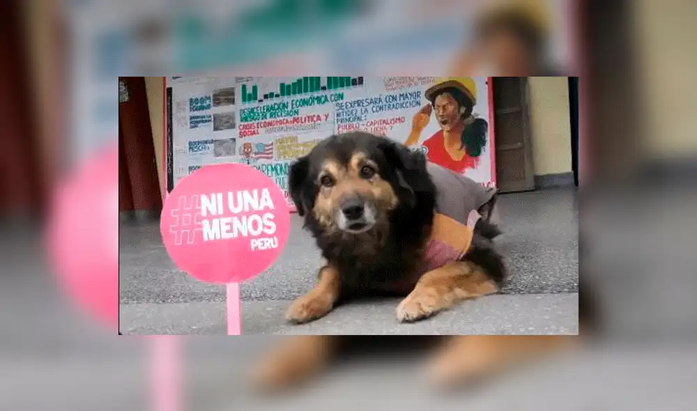 Google Maps: captan a la querida mascota 'Perrovaca' en su lugar favorito de la UNMSM [FOTOS]