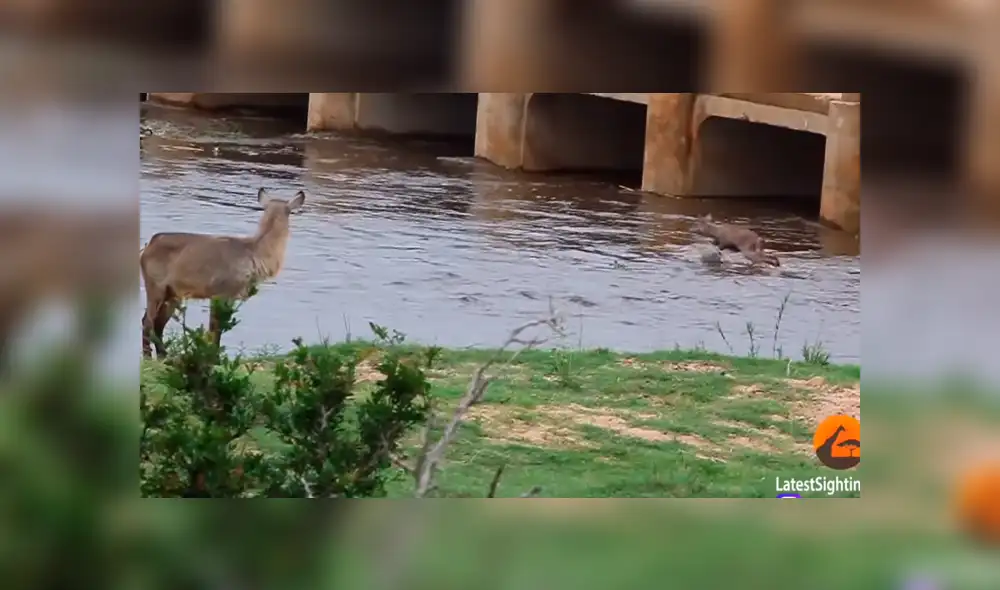 La madre pudo cruzar, pero el cervatillo fue llevado por la corriente. (Fuente: Kruger Sightings/YouTube) La madre pudo cruzar, pero el cervatillo fue llevado por la corriente. (Fuente: Kruger Sightings/YouTube)