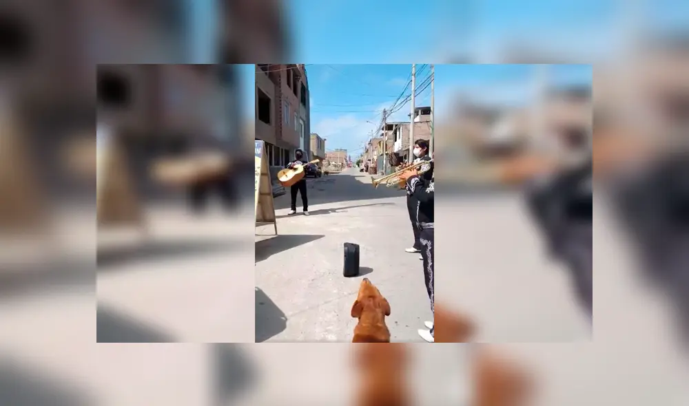 Desliza las imágenes hacia la izquierda para conocer la actuación de un perro al unirse a un grupo de mariachis.
