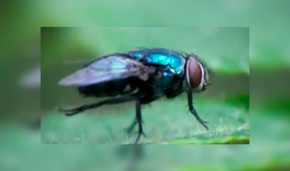 YouTube viral: enorme mosca ingresa a casa para expulsar cientos de larvas y joven queda asqueado [VIDEO]