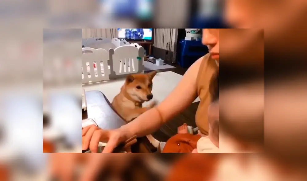 Vía YouTube. Mujer intentaba darle de comer a su bebé, pero su mascota se lo impedía con un peculiar comportamiento para buscar su atención
