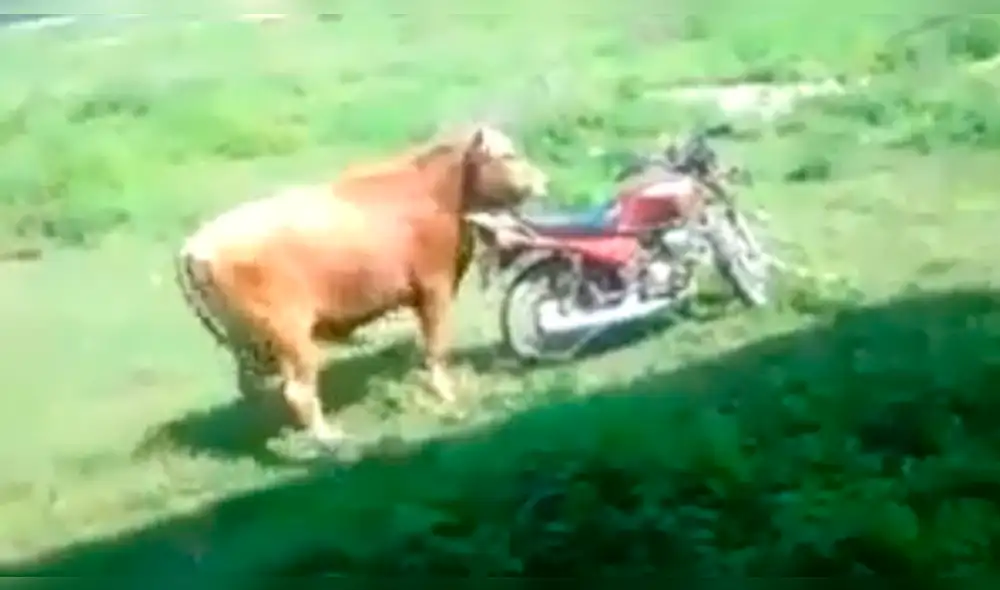 Facebook: Toro confunde moto con una vaca y hace lo menos pensado [VIDEO]