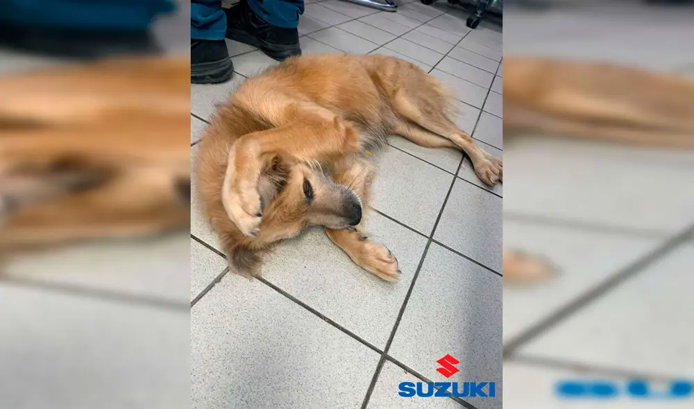 Desliza las imágenes hacia la izquierda para conocer la historia de un perro callejero bautizado como ‘El Firus’. Foto: Suzuki Kabah Cancún.