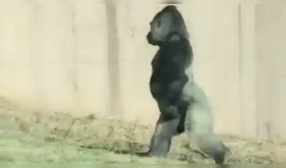 YouTube: Gorila 'prefiere' caminar en dos patas por increíble razón