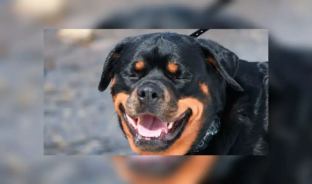 Hace cinco meses los perros atacaron al ahijado de la víctima. (Foto: Pixabay)