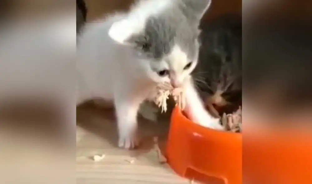 Desliza las imágenes para ver la curiosa escena que protagonizó este gatito bebé para evitar que su ‘hermano’ siga comiendo. Foto: captura de TikTok/jacky.xiomara