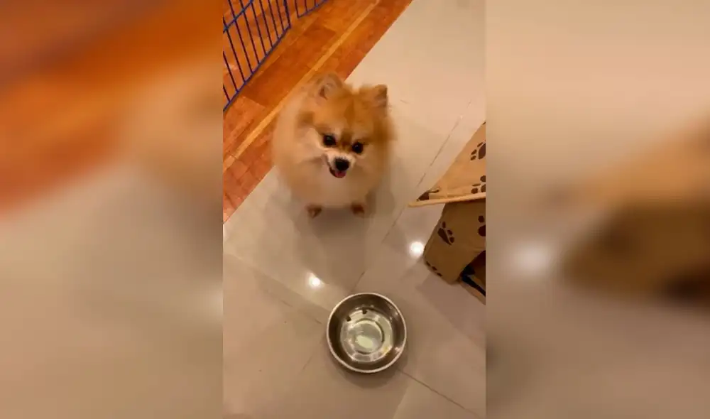 Desliza las imágenes para ver la singular escena de un perro al no tolerar que su dueña le sirva poca comida. Foto: Captura de Facebook