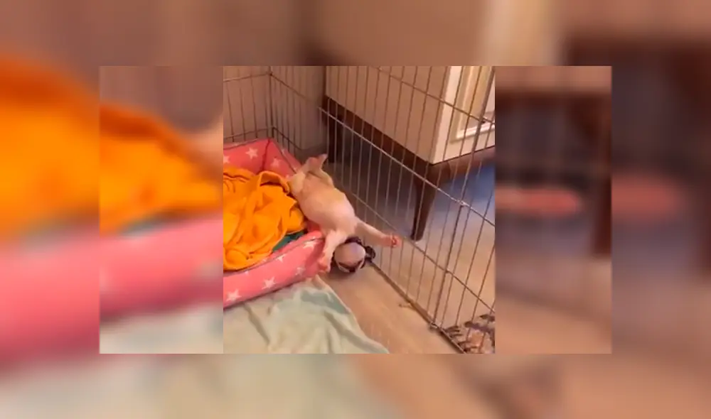 En Facebook, un chico se llevó tremendo susto al imaginar que su cachorro recién adoptado había ‘muerto’. En Facebook, un chico se llevó tremendo susto al imaginar que su cachorro recién adoptado había ‘muerto’.