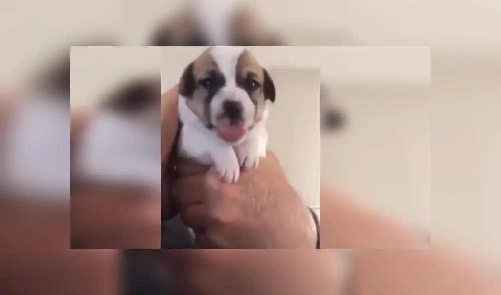 Desliza para ver los detalles del video viral publicado en Facebook. Foto: Captura.