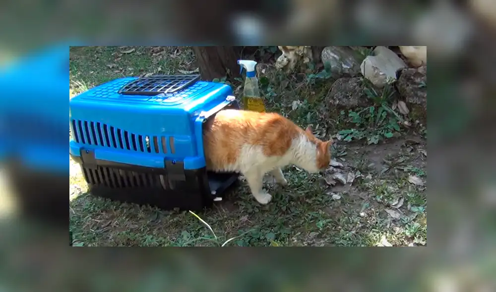 YouTube viral: gato herido ruega a hombre que lo ayude a salvar su vida [VIDEO]