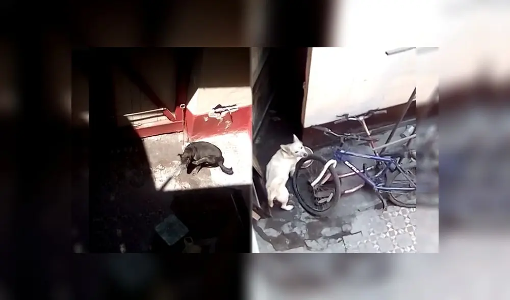 Desde hace más de un año dos perros, viven en condiciones precarias en el distrito de Brena. /Créditos: Cortesía Desde hace más de un año dos perros, viven en condiciones precarias en el distrito de Brena. /Créditos: Cortesía