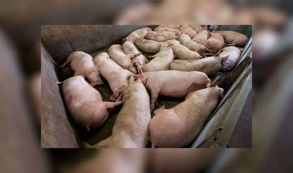 Entre cerdos se pueden infectar de peste porcina africana. Foto: difusión Entre cerdos se pueden infectar de peste porcina africana. Foto: difusión