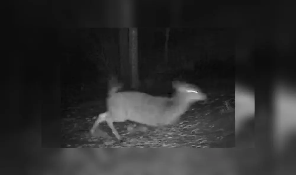 Desliza para enterarte de lo que pasó con este venado al que se le cayó su cornamenta. Foto: Captura