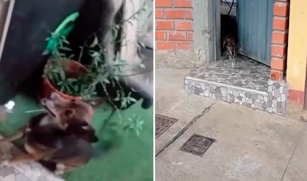 TikTok - animales - perro TikTok - animales - perro