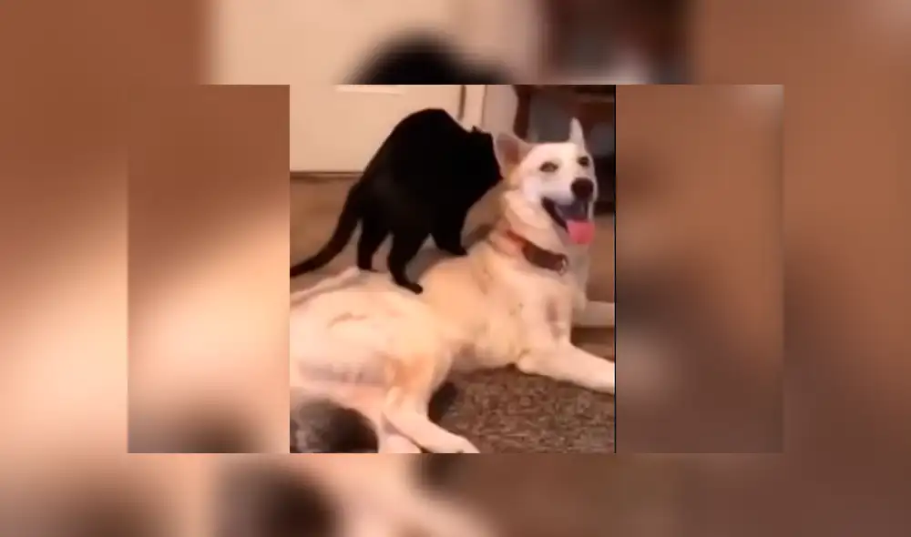 Facebook viral: coloca cámara de seguridad y descubre lo que hacen su perro y su gata en su ausencia Facebook viral: coloca cámara de seguridad y descubre lo que hacen su perro y su gata en su ausencia