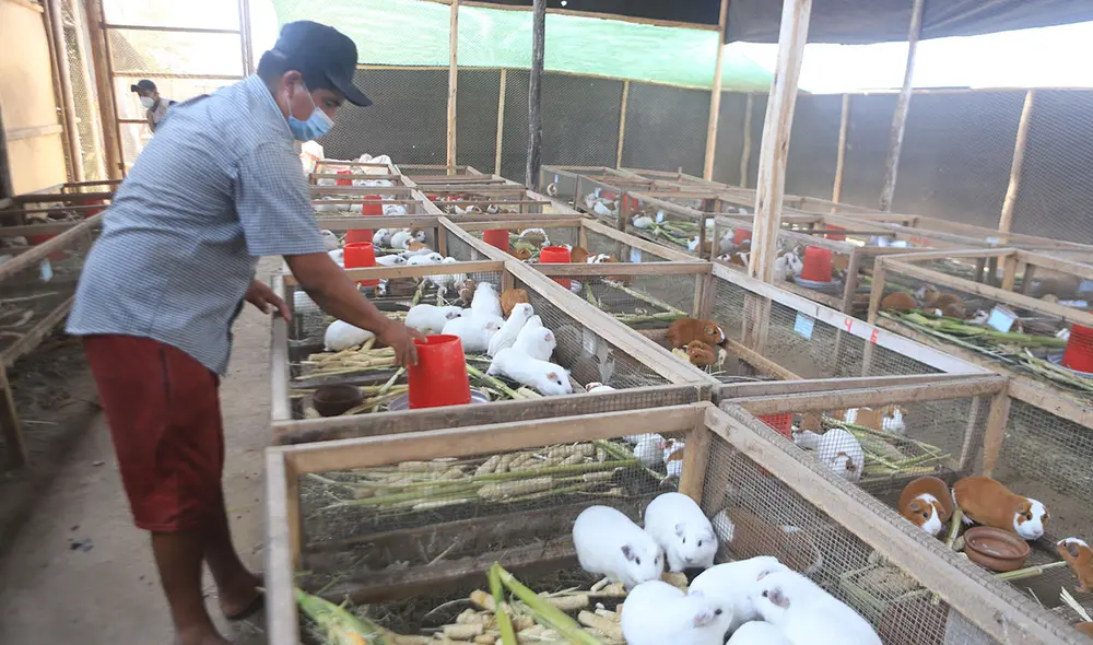 Melchor Rafael, productor de Pomalca, pide ayuda al Estado para seguir reactivándose. Se le murieron 870 cuyes. Clinton Medina/La República Melchor Rafael, productor de Pomalca, pide ayuda al Estado para seguir reactivándose. Se le murieron 870 cuyes. Clinton Medina/La República