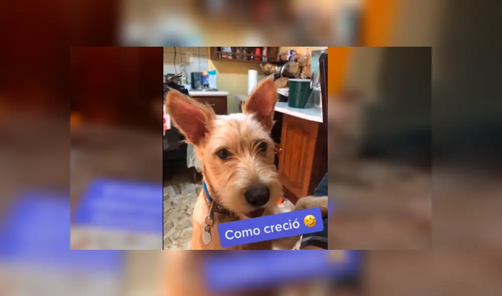 Desliza las imágenes para conocer la verdadera raza de un perro que una familia acogió en su hogar.