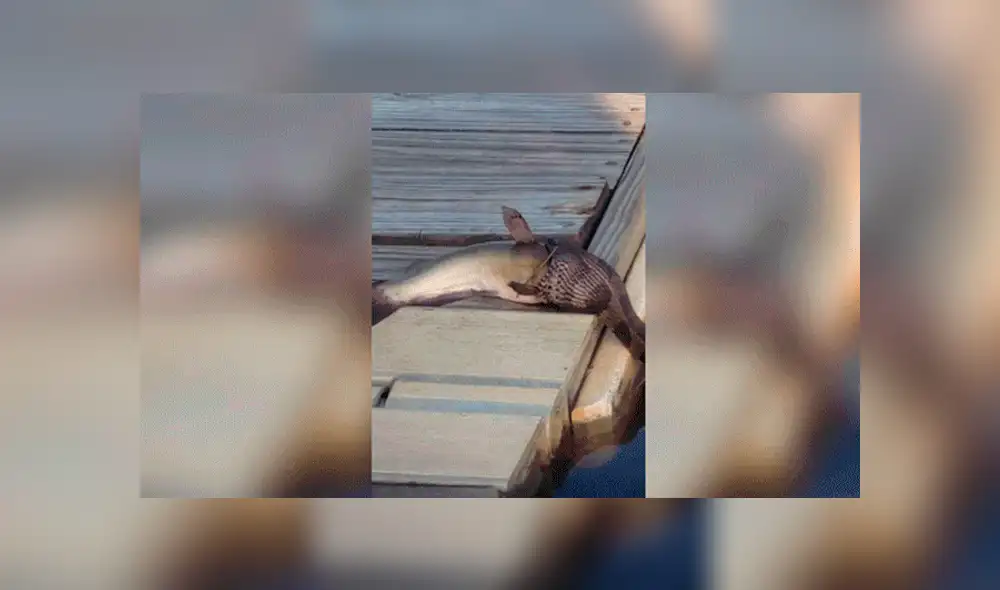 Facebook viral: Serpiente intenta devorar a pez mucho más grande y deja a miles en shock [VIDEO]