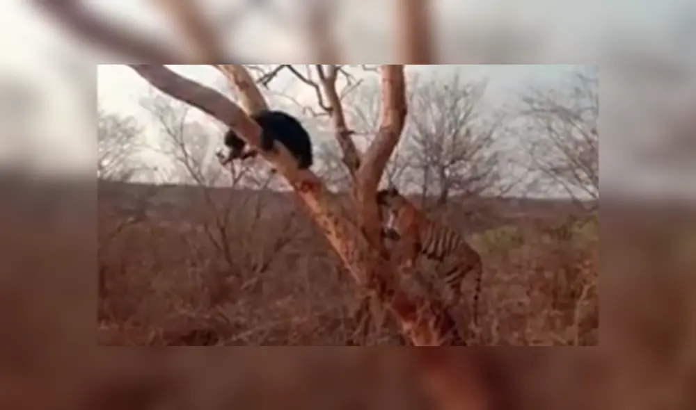 El oso se rascaba contra una de las ramas del árbol. Foto: captura