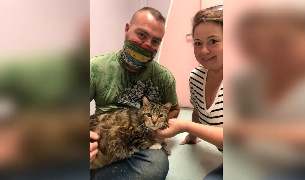 Facebook - gato Facebook - gato