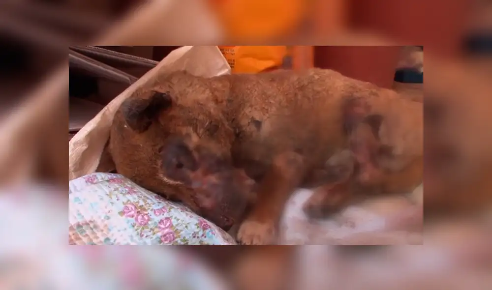 Facebook viral: Perro con quemaduras severas fue rescatado por un 'ángel' y ahora luce así [FOTOS]