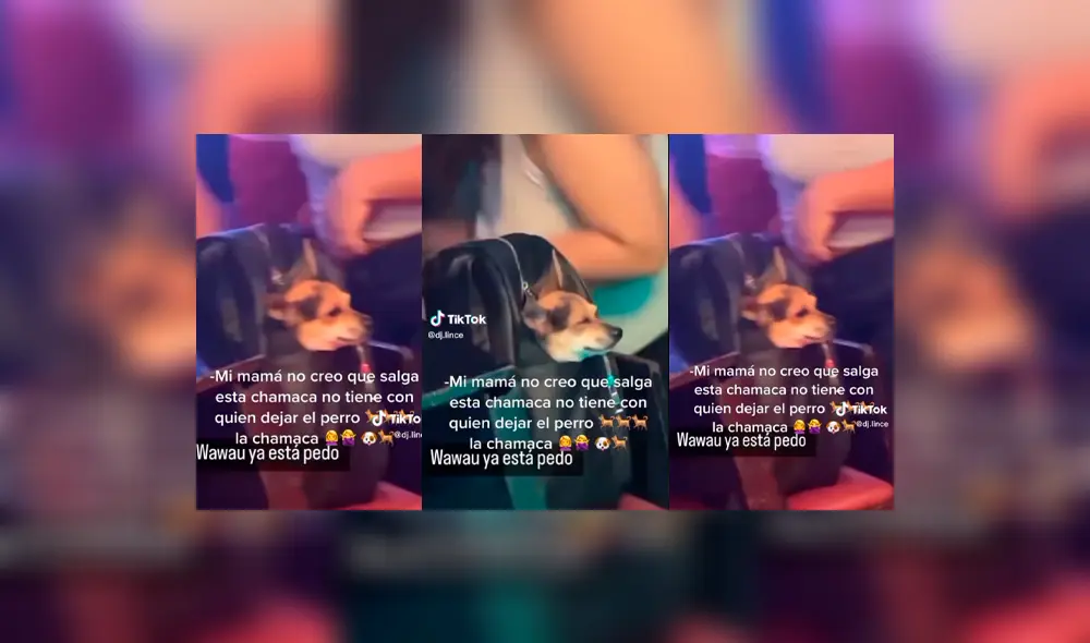 Perrito estuvo presente en una fiesta en la cartera de su dueña. Foto: composición LR / captura de TikTok