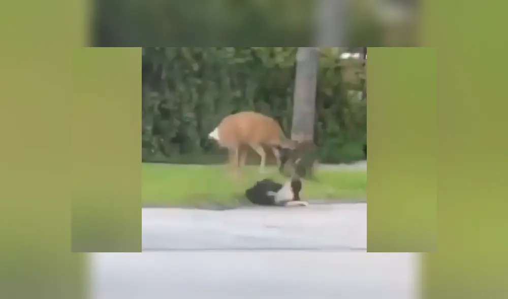 El venado desató toda su furia contra ambos animales porque pensó que eran una amenaza para su cría. Foto: captura. El venado desató toda su furia contra ambos animales porque pensó que eran una amenaza para su cría. Foto: captura.
