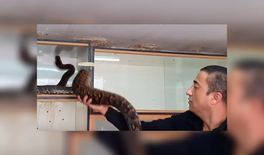 Desliza hacia la izquierda para el ataque de la serpiente al hombre. Escena viral de Facebook. Desliza hacia la izquierda para el ataque de la serpiente al hombre. Escena viral de Facebook.
