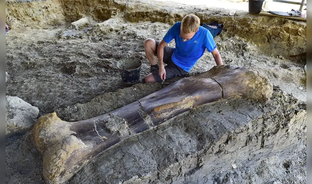 Maxime Lasseron, researching his doctorate at the National Museum of Natural History of Paris, inspects the femur of a Sauropod on July 24, 2019, after it was discovered earlier in the week during excavations at the palaeontological site of Angeac-Charente, near Ch�teauneuf-sur- Charente, south western France. - The 140 million-years-old, two meters long, 500 kilogramme femur of the Jurassic period Sauropod, the largest herbivorous dinosaur known to date, was discovered nestled in a thick layer of clay by a team of volunteer excavators from the National Museum of Natural History working at the palaeontological site. Other bones from the animal's pelvis were also unearthed. (Photo by GEORGES GOBET / AFP)
