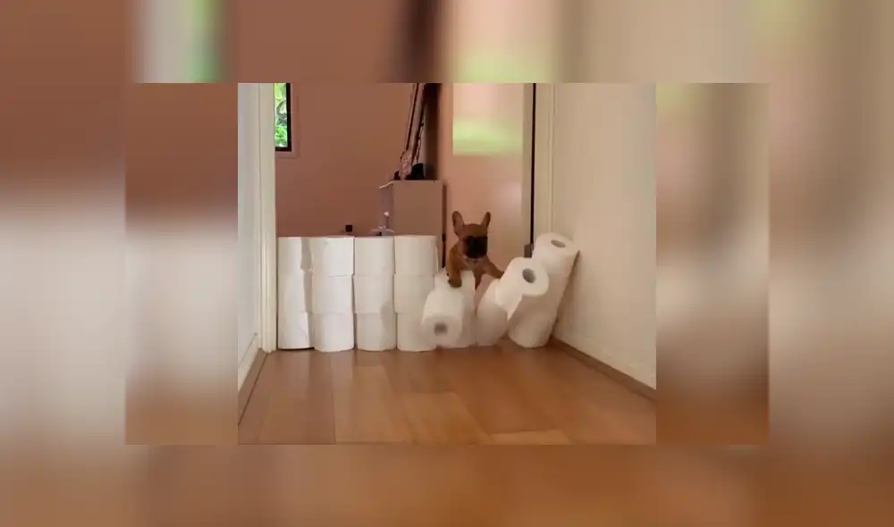 Desliza las imágenes hacia la izquierda para saber cuál de los perros resultó ganador del singular enfrentamiento. Foto: Captura.