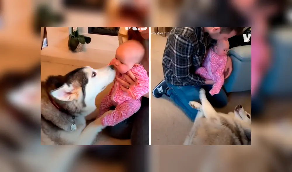 A través de Facebook se hizo viral el tierno momento en que un par de perros conocen a un bebé recién nacido.