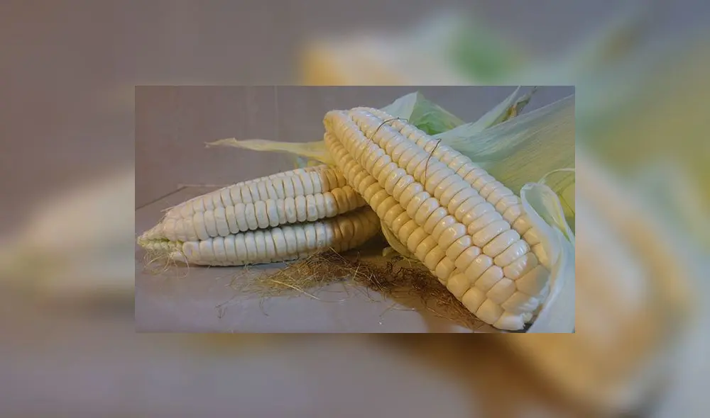 Cusco: Se inicia el Festival del Choclo Paraqay de Huayllabamba