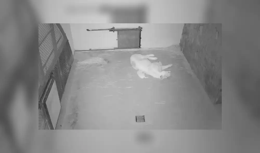 Curioso león blanco nace en un zoológico de Hungría