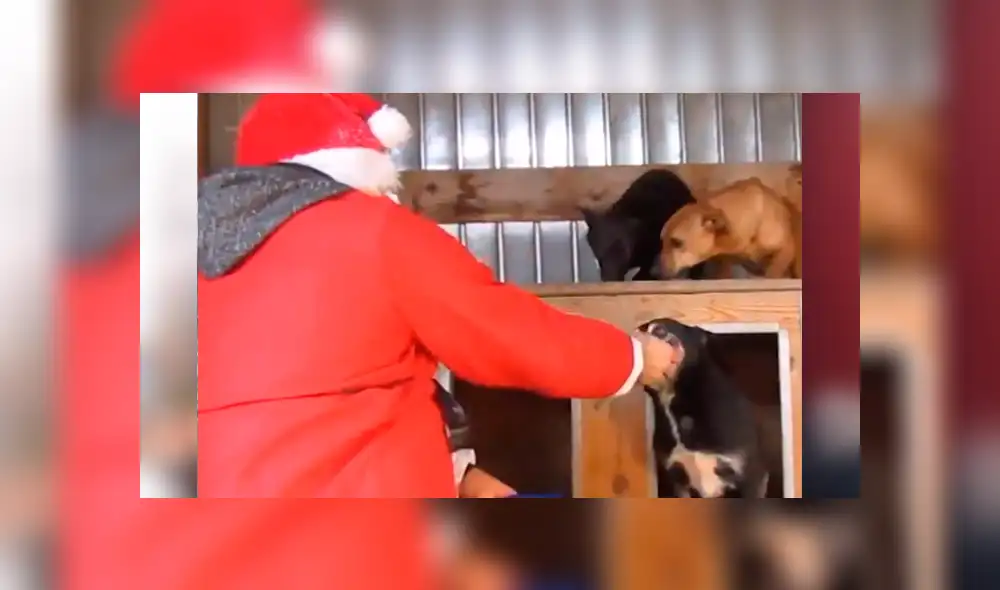 Facebook: Perros de albergue son sorprendidos por hombre disfrazado de Papá Noel