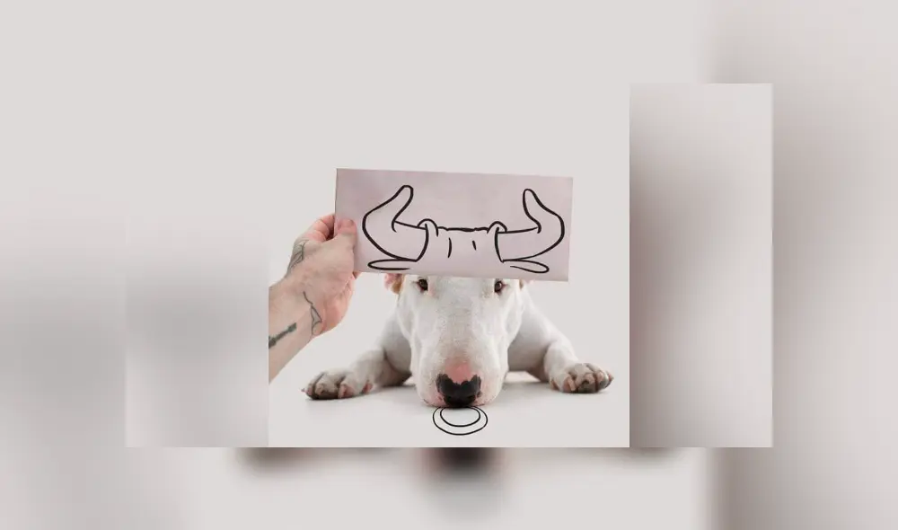 Facebook viral: le hace sesión fotográfica a su perro y divertido resultado enternece a miles Facebook viral: le hace sesión fotográfica a su perro y divertido resultado enternece a miles