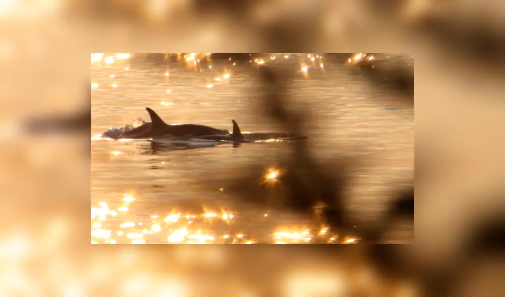 orca Tahlequah orca Tahlequah