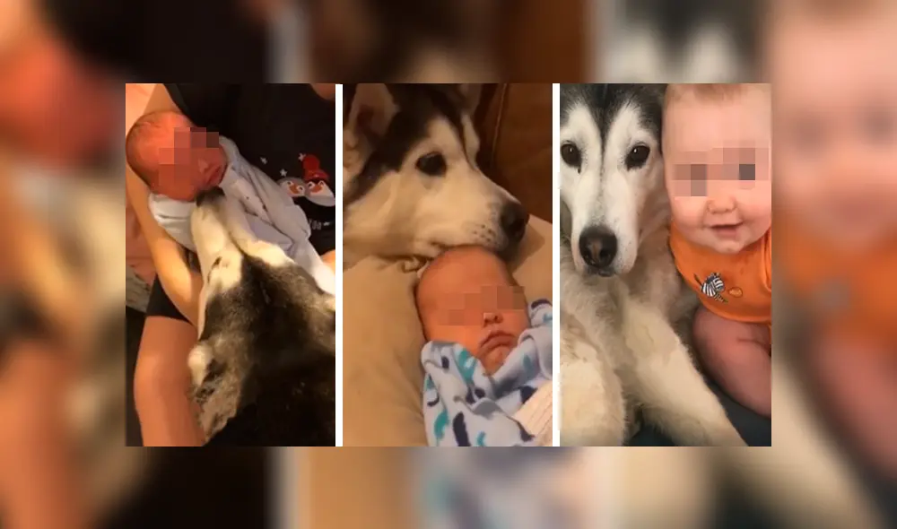 Desliza las imágenes para apreciar la recopilación de conmovedores momentos de un bebé con su perro. Desliza las imágenes para apreciar la recopilación de conmovedores momentos de un bebé con su perro.