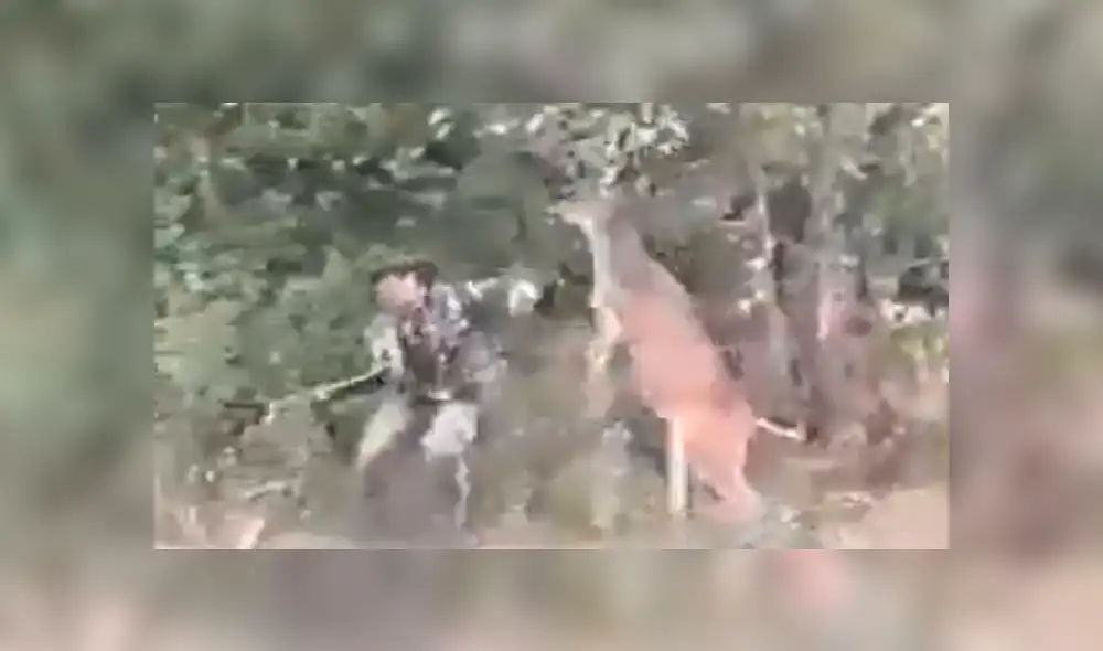 Facebook viral: graban a venado dando paliza a cazador que intentó matarlo [VIDEO]