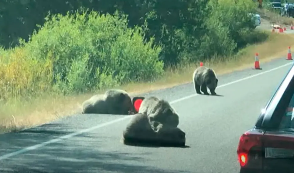 Desliza las imágenes para apreciar la travesura de unos pequeños osos que detuvieron el tránsito en una carretera. Foto: Captura de YouTube Desliza las imágenes para apreciar la travesura de unos pequeños osos que detuvieron el tránsito en una carretera. Foto: Captura de YouTube