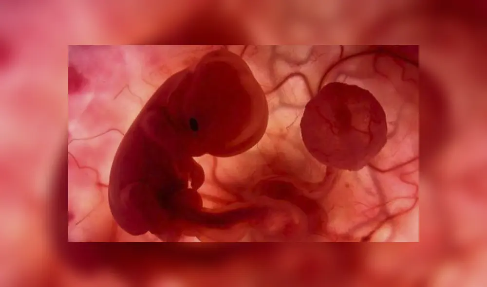 El embrión humano podría ser susceptible a la COVID-19. Foto: EFE El embrión humano podría ser susceptible a la COVID-19. Foto: EFE