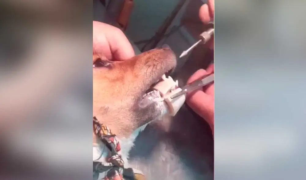 Desliza las imágenes para ver algunas escenas de la intervención que se hizo para ayudar a este travieso can. Foto: captura de TikTok/@rafaelarturo50