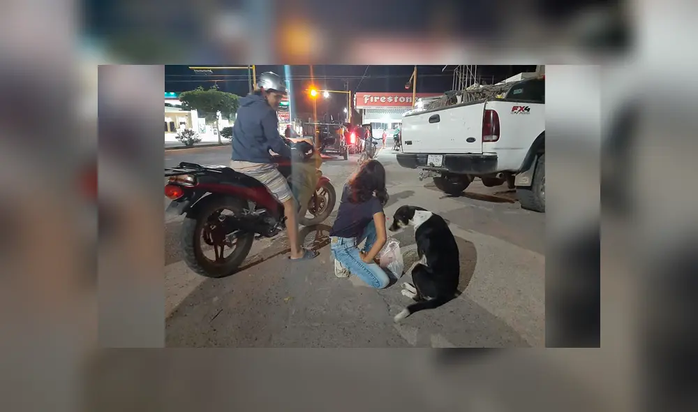 Desliza las imágenes para conocer la generosa acción de una pareja de novios con unos animales callejeros. Desliza las imágenes para conocer la generosa acción de una pareja de novios con unos animales callejeros.